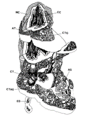 黄鼬肛门腺解剖后绘制的结构示意图，图中组织名称缩写可参考正文表格。图源：佐藤英明 ... ...