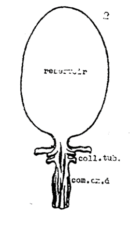 贮腺囊组织结构示意图，图源：河野卯三郎